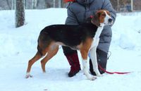 XX Koivukulman Bravo-Salli